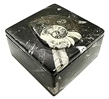 Square Ammonite and Orthoceras Fossil Box
