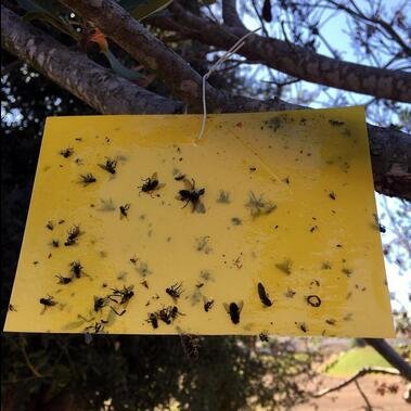 2 Trapro+30+Pack+Yellow+Sticky+Insects