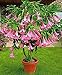12 Seeds Brugmansia Suaveolens Pink Flowers (Angel's Trumpet)