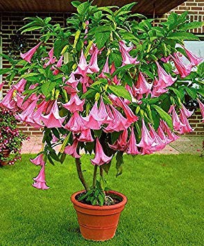 seedusa 12 Seeds Brugmansia Suaveolens Pink Flowers (Angel's Trumpet)
