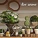 Serene Spaces Living Glass Bottle Bud Vases Set of 6, Vintage Square Bottle Style - Elegant Vases, 4.5