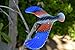 Balancing Bird Toy 6.5 Inch Wing Span-Colors May Vary by C&H Solutions