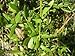 Mamajuana Aphrodisiac Dry Set Native Dominican Herbs&roots