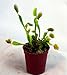 Venus Fly Trap Plant - Carnivorous - 3