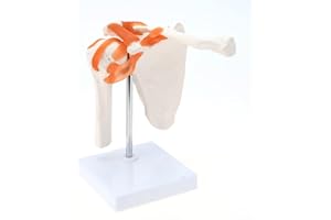 RONTEN Medical Shoulder Anatomy Model with Functional Ligaments, Life Size Anatomical Human Shoulder Joint Model for Science Class Medical Teaching Display Model (Includes a Base)