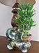 Jumbo Size Elephant Ceramic Vase with 3 Tier 4