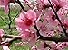 Sierra Tea Dried Peach Flowers Buds (Herbal Tea 50g), 桃花