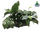 Greenpro (Anubias Nana 10+ Leaf Rooted) Anubias, Java Fern, Moss and More! Freshwater Live Aquarium Plants on Driftwood for Aquatic Tropical Fish Tank Decorations - Easy for Beginner