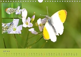 Papillons Joyaux Dans Le Jardin 2018 Des Papillons Dans - 