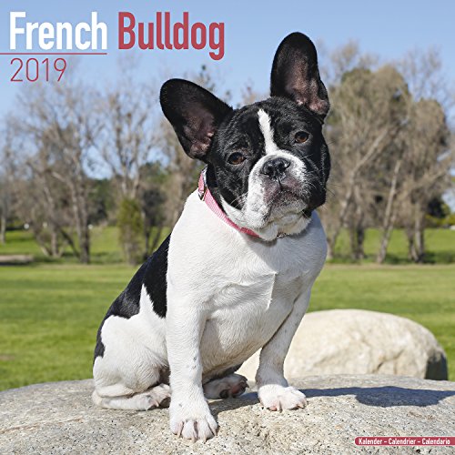 French Bulldog Calendar - Dog Breed Calendars - 2018 - 2019 Wall Calendars - 16 Month by Avonside by 