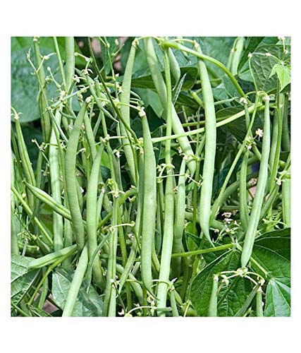 Jioo Organics | Fresh Green Beans F1 Hybrid Seeds, Pole Climbing Bean, Green Bean, Phaseolus Vulgaris Vegetable Seeds