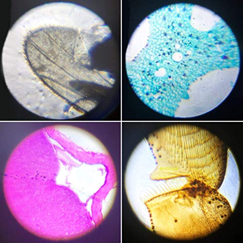 4 Little+World+Microscope+1200X+Include+Educational
