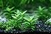 Aquarium Plants Factory Staurogyne Repens Freshwater Live Aquarium Plants BUY2GET1FREE