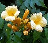 Yellow Trumpet Vine Plant - Campsis radicans 'Flava' - 2.5