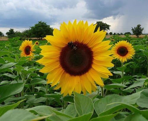 Sunflower Dwarf Sun Spot"Helianthus Annuus" 50 Seeds