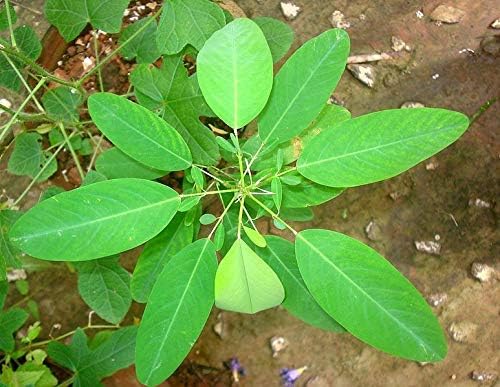 CROSO Seeds PACAKGE ONLY NOT Plants: / Desmodium Gyrans - Seeds, Dancing/Telegraph Seeds