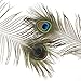 Zucker Feather (TM) - Peacock Feather Eyes Natural - Natural