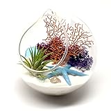 Pixie Glare Hanging Terrarium Ocean Scene with Live Air Plant, Sea Fan, Starfish & More (White Britis)