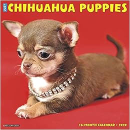 chihuahua puppies online