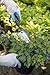 Joseph Bentley Traditional Garden Tools Stainless Steel Transplanting Trowel