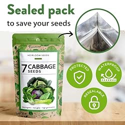 7 Cabbage Seeds for Planting - 2000+ Heirloom