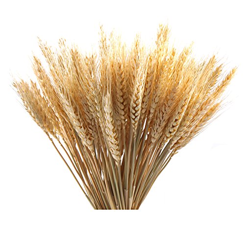 image for Etyhf Golden Dried Natural Wheat Sheave Bundle Premium Fall Arrangemen