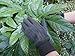 SEUROINT 100% Cotton Gloves with PVC Dots, Stretchable knit wrist Breathable Sure-Grip Work, gardening Gloves, Non slip 6 Pairs per pack, Brown