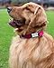 Joytale Personalized Dog Collar with Engraved Slide on ID Tags,Custom Reflective Collars for Small Medium Large Dogs,Hot Pinkthumb 1