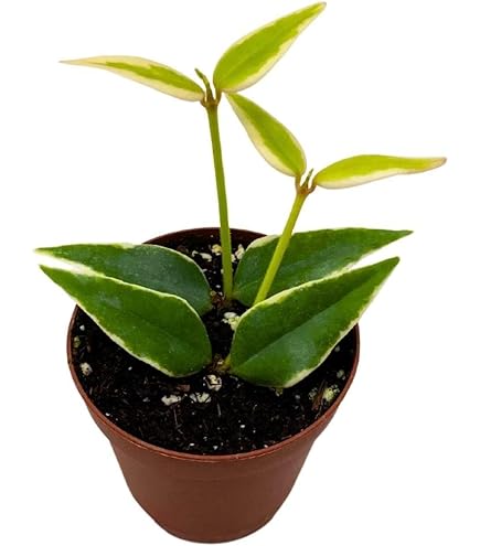 Amazon.com : Hoya Pot of Gold - Inner Variegated Hoya Latifolia
