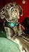 Pet ID Tags Dog Tags Scooby Doo Cartoon Movies (Small 1.59