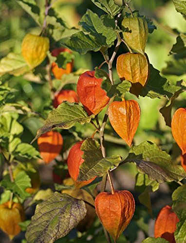 Winter Cherry, Bladder Cherry seeds - Physalis alkekengi