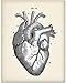 Anatomical Heart - 11x14 Unframed Anatomy Wall Art Print - Vintage Anatomy Poster For Doctors, Nurses, Medical Students and Healthcare Professionals - Great Heart Poster