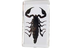 FLYINGBEAN Real Giant Forest Scorpion Insect Specimens In Resin Paperweight Crafts, Animal Taxidermy Collection for Science Education & Desk Ornament (Giant Forest Scorpion)