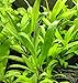 Hygrophila Salicifolia Bundle Freshwater Background Live Aquarium Plants Decoration