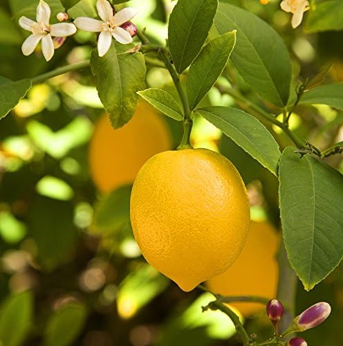 Dwarf Meyer Lemon Tree Seeds (8) Fresh Seeds Lemon Grow Your Own (10)