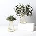 Air Plant Tillandsia Base Large Tillandsia Air Plant Holder Metal Indoor Tabletop Big Streptophylla Air Plant Stands Tillandsia Plant Racks Large Xerographica Air Plant Standthumb 3