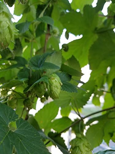 Northern Brewer Hop Rhizome