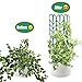 PeerBasics Indoor Plant Trellis Parent (6 Bundle)