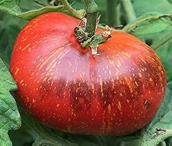 Dark Galaxy Heirloom Tomato Premium Seeds for