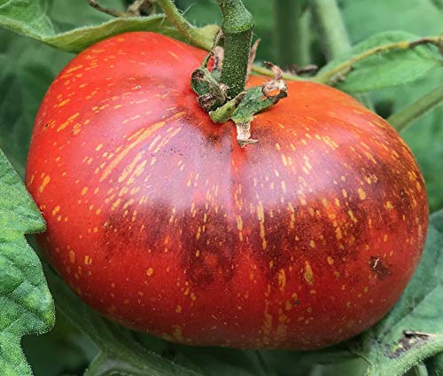 Dark Galaxy Heirloom Tomato Premium Seeds for