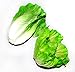Generic Faux Lettuce Artificial Vegetables House Kitchen Party Decor Great Quality 2 Style