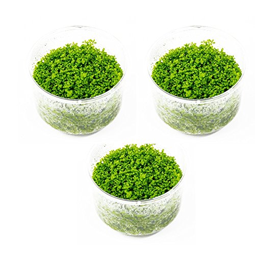 Mainam (3-Cup) Dwarf Baby Tears Carpet Imported Direct from Grower Live Aquarium Plants Tissue Culture for Freshwater Aquatic Plant Tank - Thumbnail 6