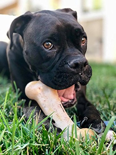 Pet Qwerks BBB2 Bacon BarkBone Nylon Chews For Dogs, Large