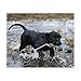 Avery Sporting Dog EZ-Bird Training Dummy – Realistic Floating Retriever Bumper for Water & Field Training (Green-Winged Teal)