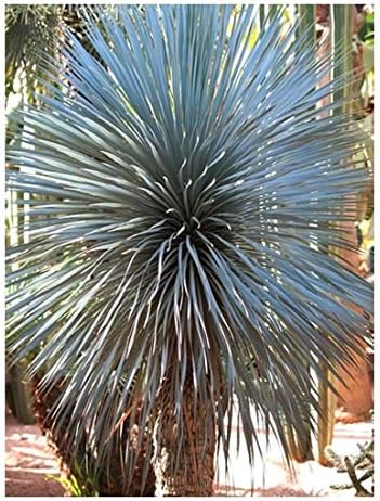 RP Seeds Yucca rigida (Blue Yucca) - 10 Seeds