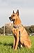 Leash Boss Short Dog Leash with Padded Handle - 12, 18, and 24 Inch Leads for Large Dogs - 1 Inch Nylon (18 in, Black/Red/Gray)