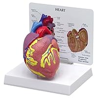 Heart Model Classic Economy Most Popular