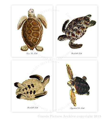 Sea Turtle Decor art print unframed set of 4, Brown Neutral decor Loggerhead Sea Turtle Art Beach Bathroom bedroom wall art