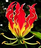 Gloriosa superba | Flame Lily | 10_Seeds