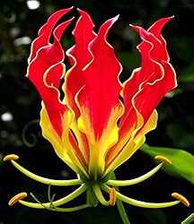 Gloriosa superba | Flame Lily | 10_Seeds